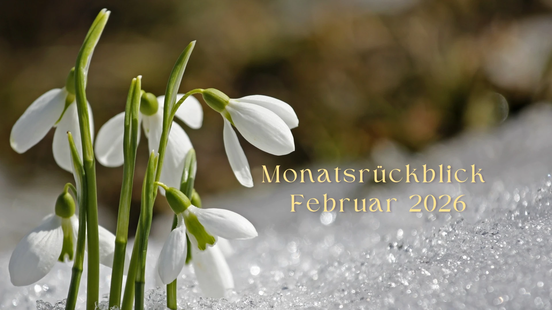 Monatsrückblick Februar 2026 von Sylvia Nischkowski